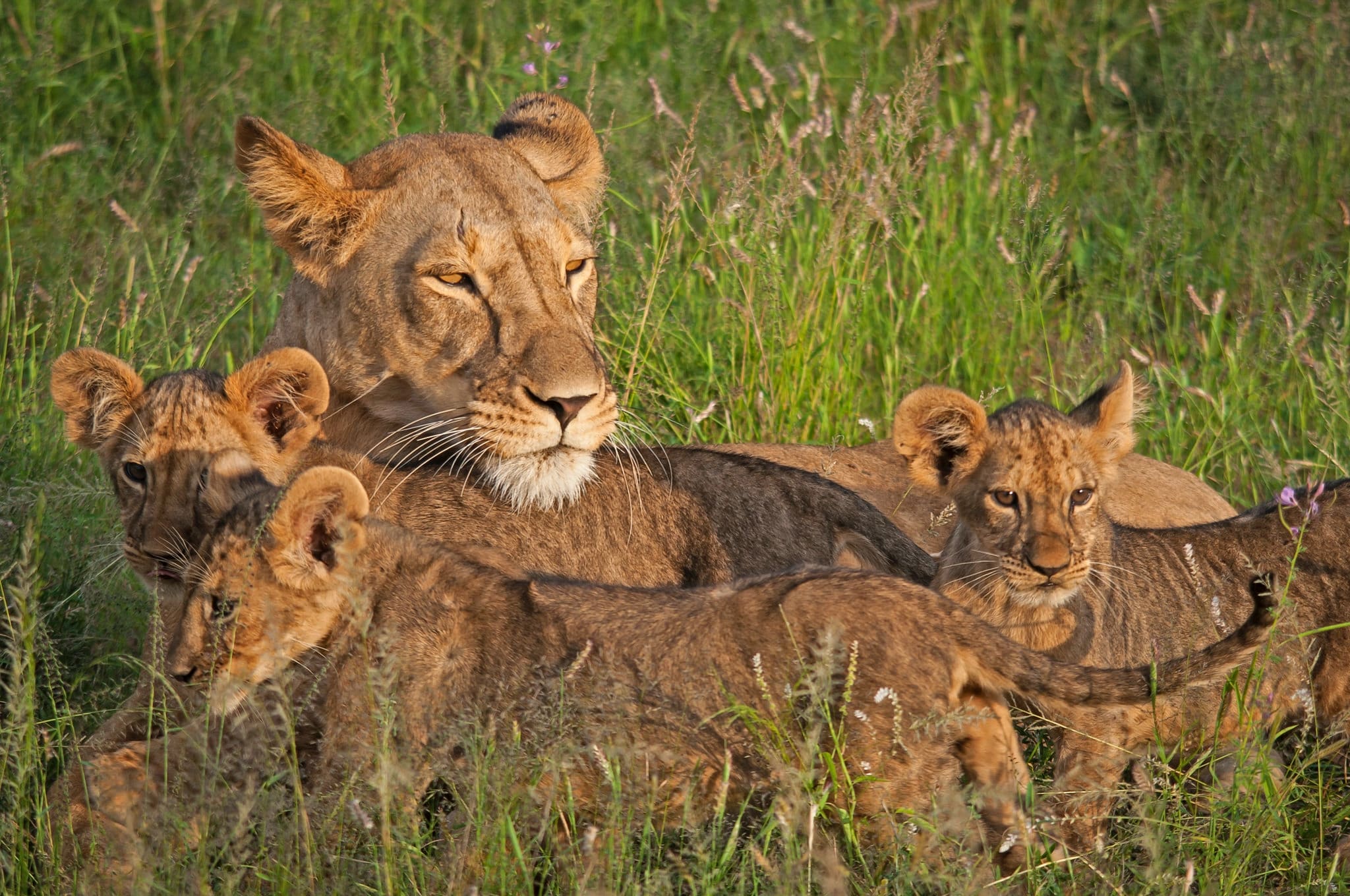 UGANDA & KENYA SAFARI