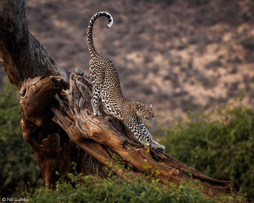KENYA