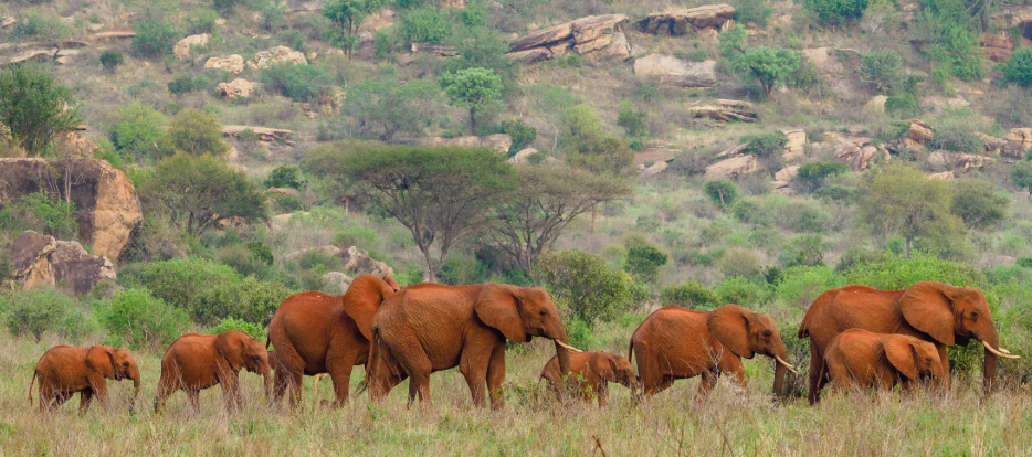 3 Days/ 2 Nights Tsavo
