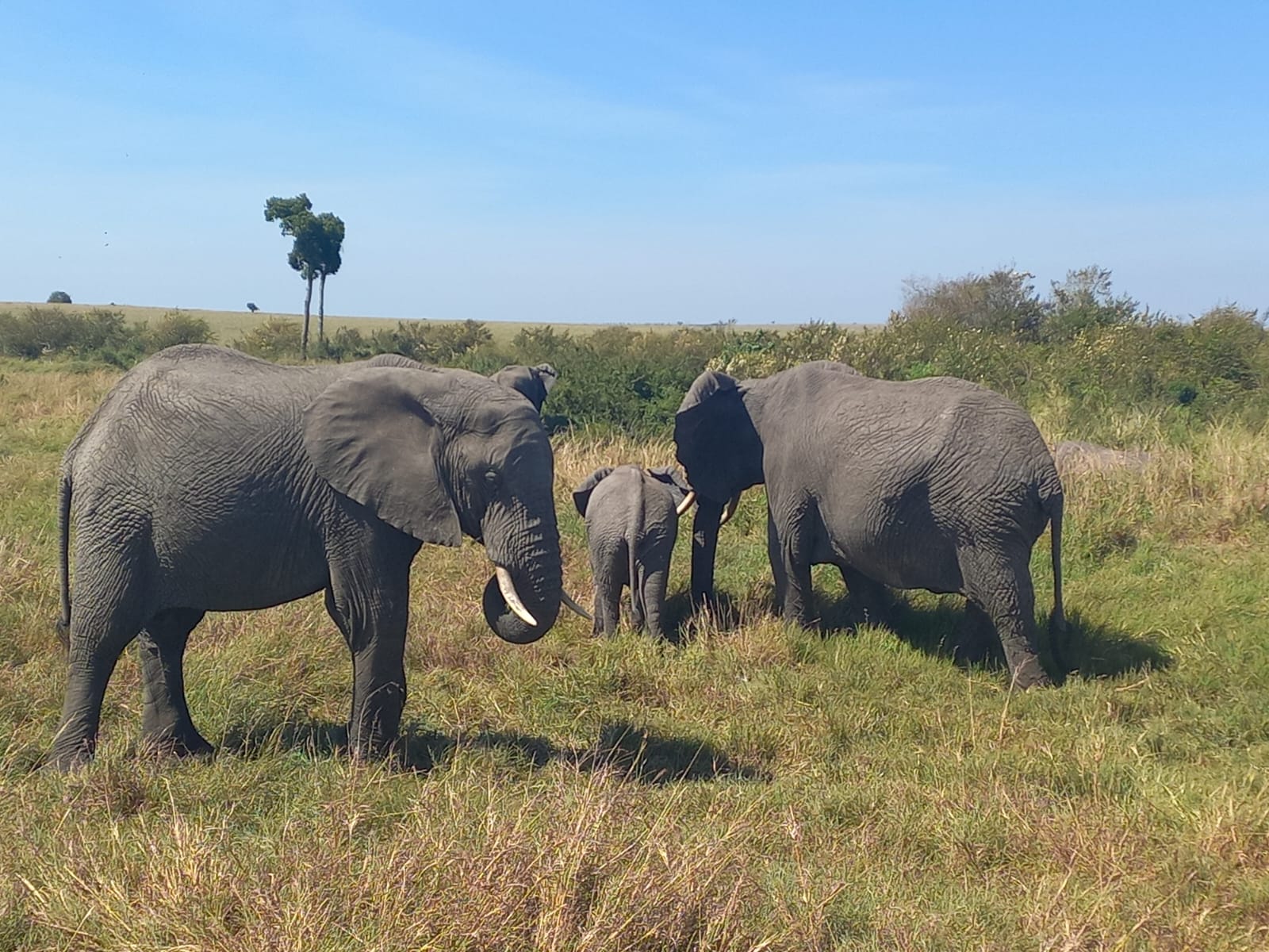 3 nights/4 Days Maasai Mara