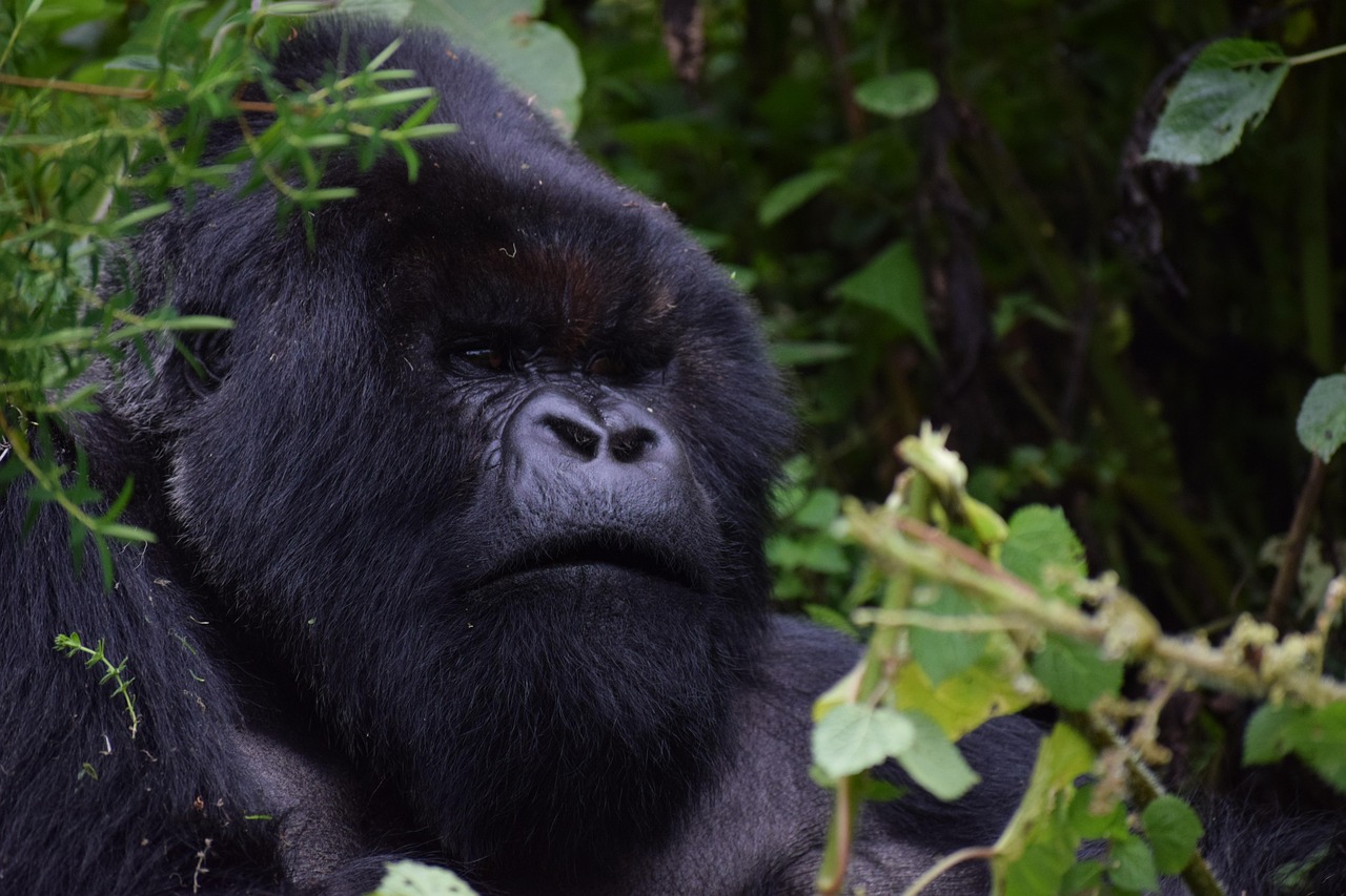 RWANDA 8 DAY DRIVING SAFARI