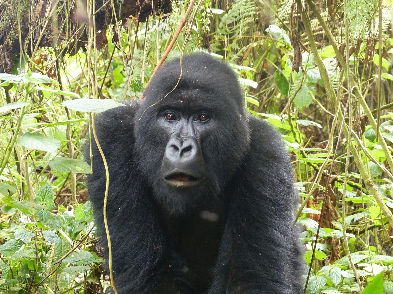 RWANDA EXPEDITION