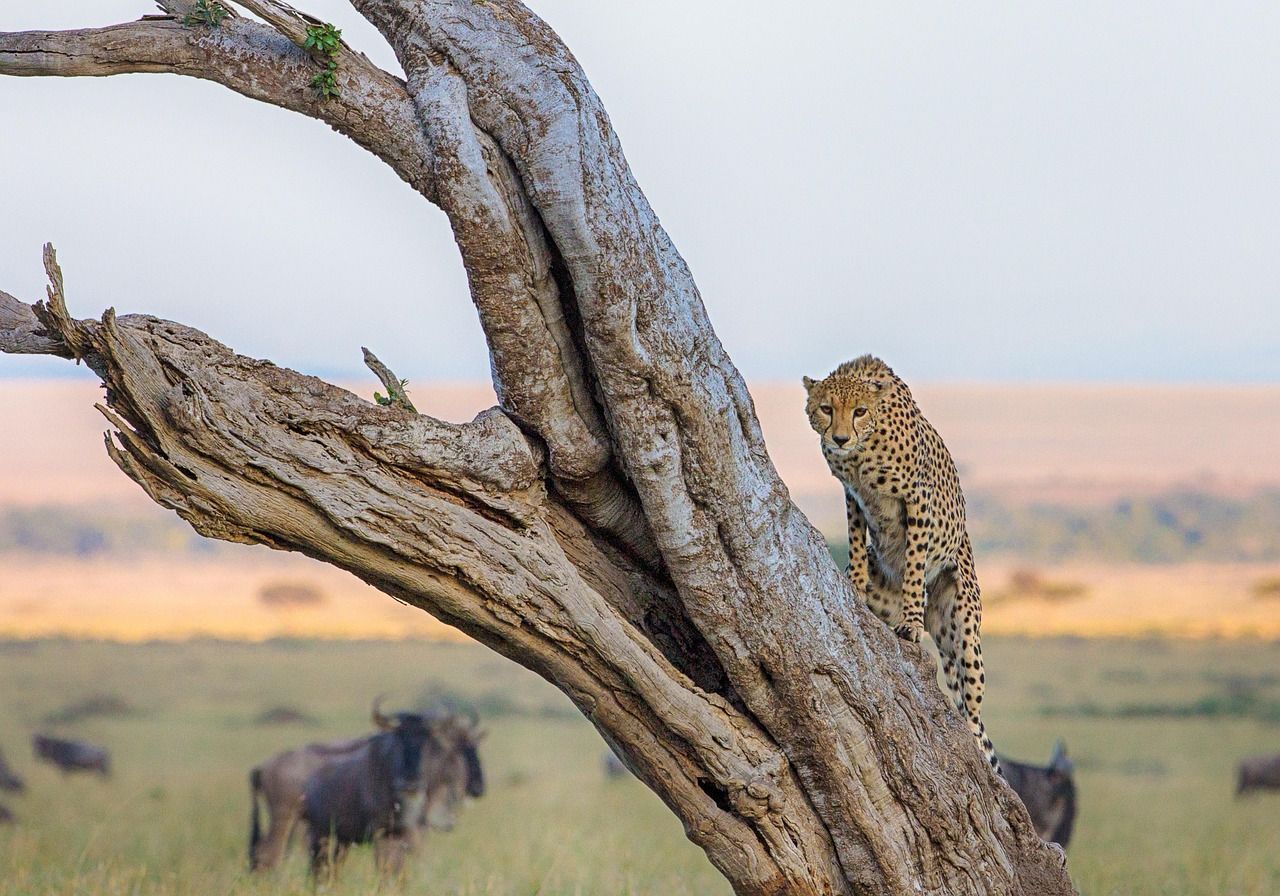 8 Days/ 7 Nights Uganda and Kenya