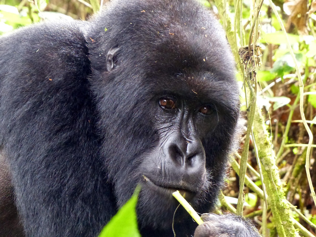 ONE & ONLY RWANDA
