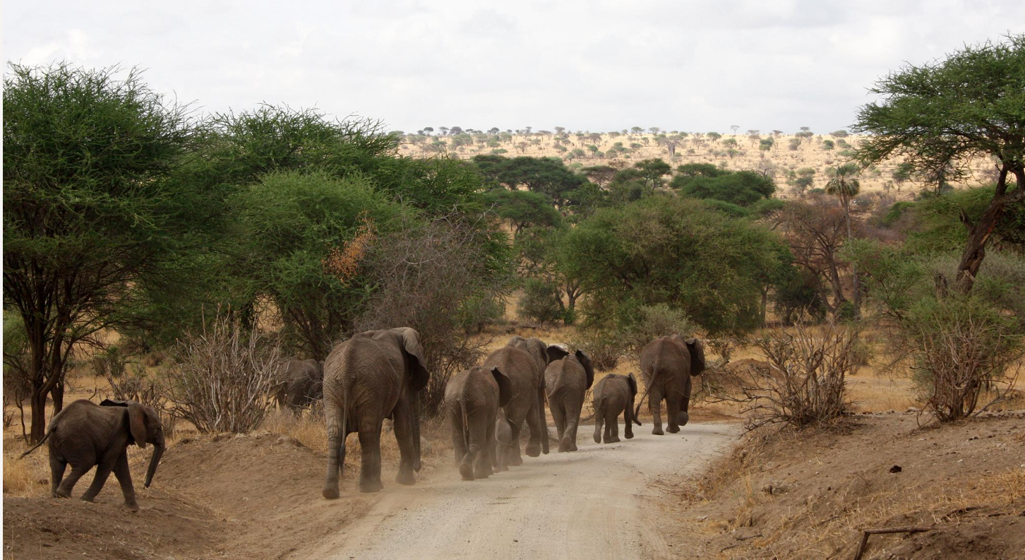 KILIMANJARO TO SERENGETI