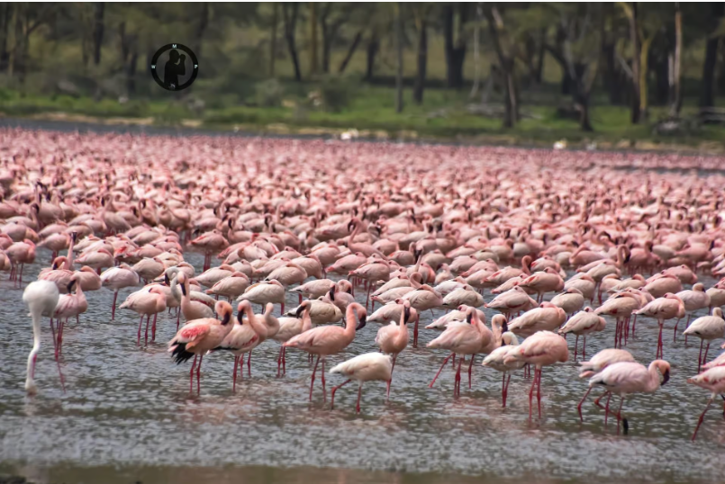 NAKURU - NAIVASHA TOUR