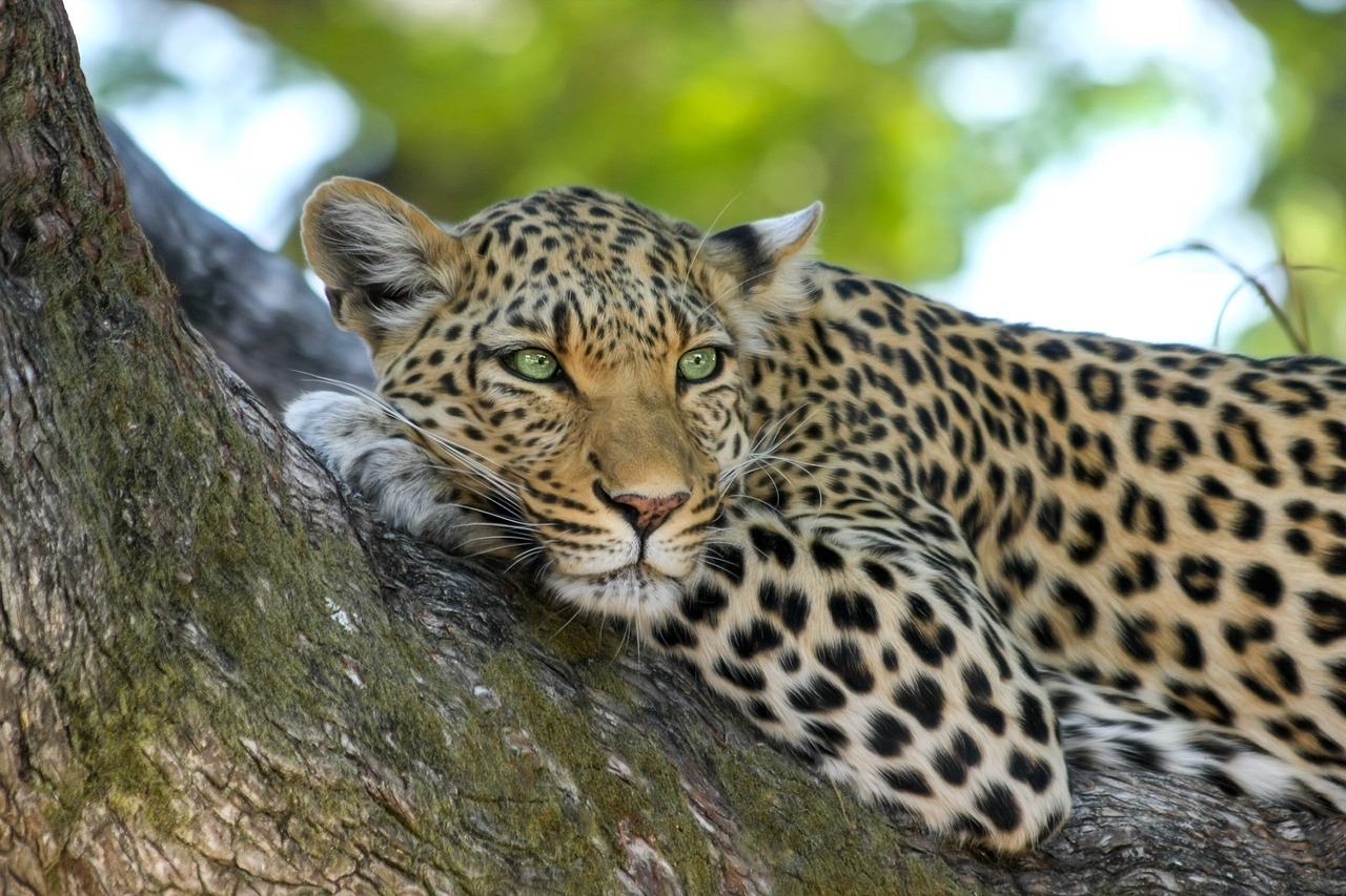 8 DAYS KENYAN LUXURY SAFARI