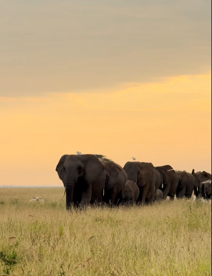 AMBOSELI NATIONAL PARK