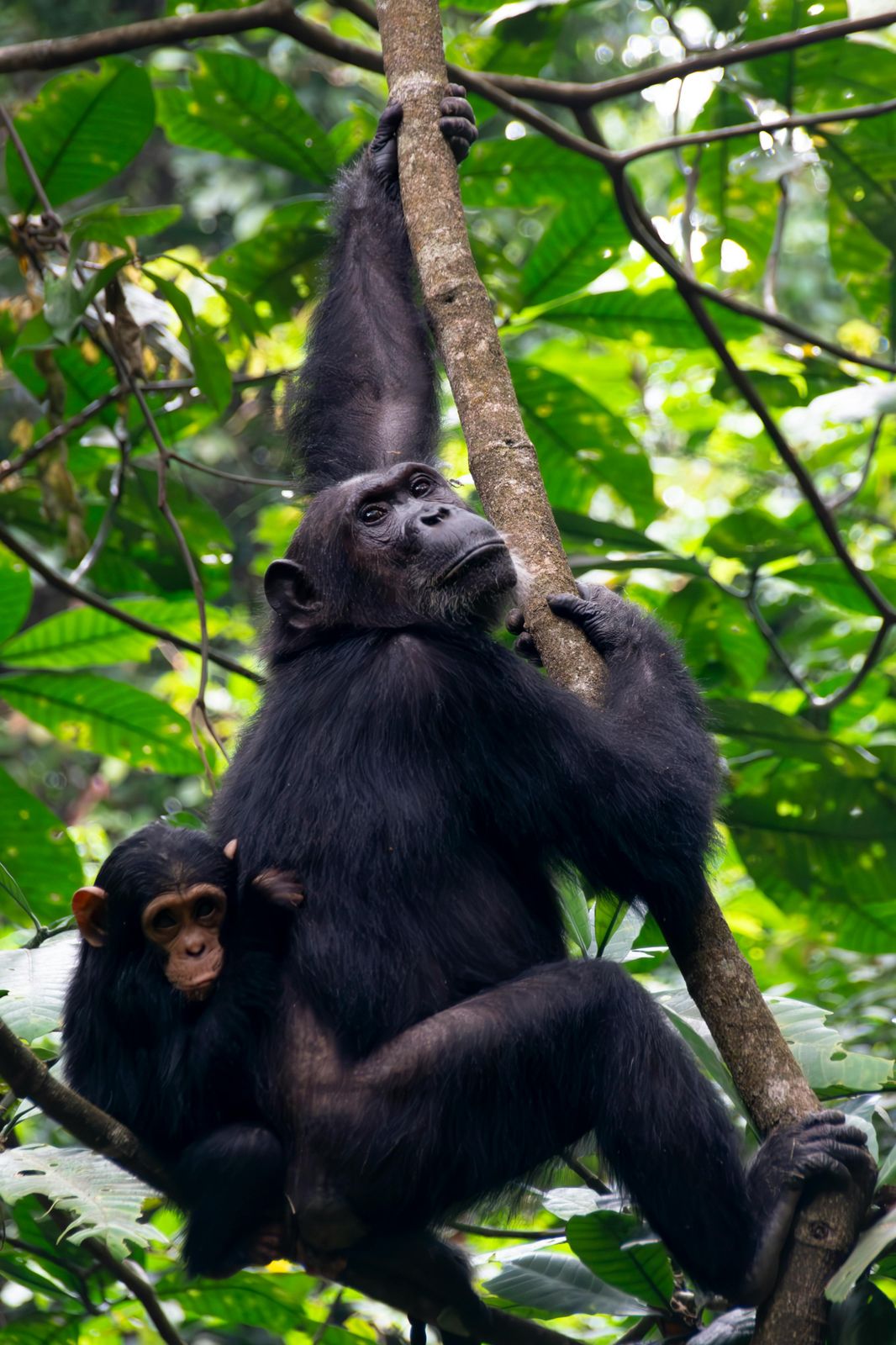 GORILLA & GREAT PLAINS SAFARI - 8 DAYS